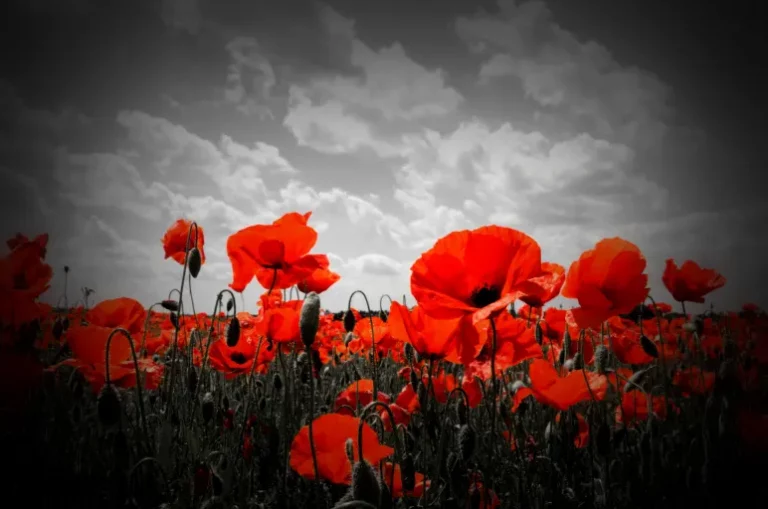 Red poppies symbolising sacrifice in the Christian tradition against a monochrome background symbolising the dread of death and war.